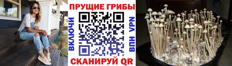 Псилоцибиновые грибы Magic Shrooms  Ессентукская 